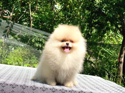 A Kalite Pomeranian Boo görsel