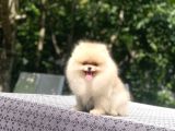 A Kalite Pomeranian Boo