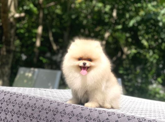 A Kalite Pomeranian Boo görsel