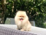 A Kalite Pomeranian Boo