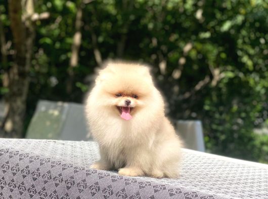 A Kalite Pomeranian Boo görsel