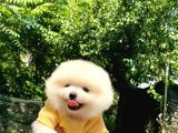 Sevimli Pomeranian Yavrular