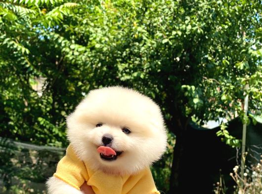 Sevimli Pomeranian Yavrular