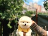 Sevimli Pomeranian Yavrular