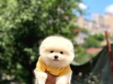 Sevimli Pomeranian Yavrular