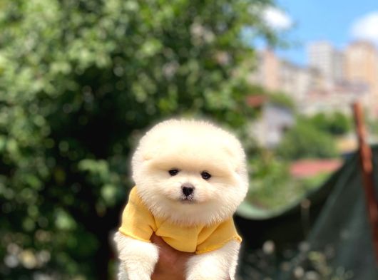 Sevimli Pomeranian Yavrular görsel