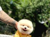 Sevimli Pomeranian Yavrular