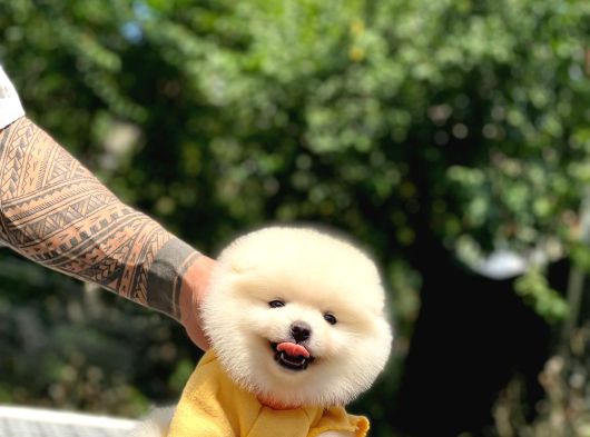 Sevimli Pomeranian Yavrular görsel