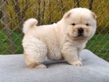 Kartopu Gibi Chow Chow Yavrularımız