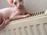 NADİR SIFIR TÜY PEMBE SPHYNX