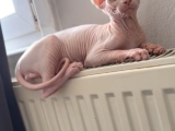 Nadi̇r Sifir Tüy Pembe Sphynx