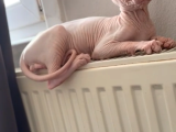 Nadi̇r Sifir Tüy Pembe Sphynx