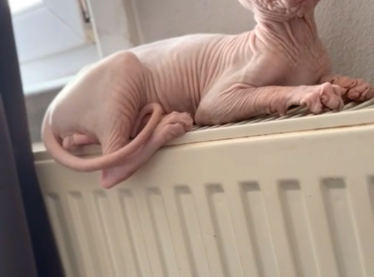 Nadi̇r Sifir Tüy Pembe Sphynx görsel
