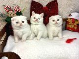 Ayı kafa sağlıklı odd eyes