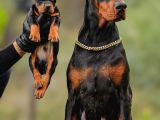 Şampiyon Soy Doberman Bebekler Hazırdır