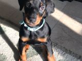 Şampiyon Soy Doberman Bebekler Hazırdır
