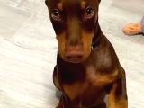 Şampiyon Soy Doberman Bebekler Hazırdır