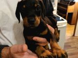 Şampiyon Soy Doberman Bebekler Hazırdır