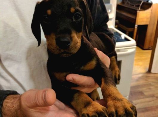 Şampiyon Soy Doberman Bebekler Hazırdır görsel