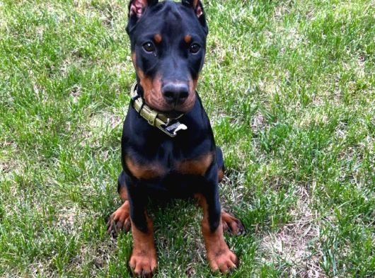Şampiyon soy doberman bebekler hazırdır