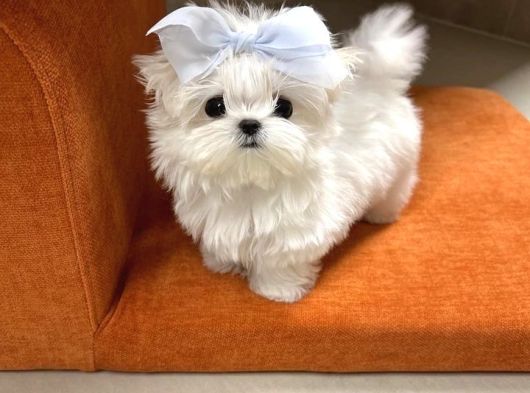 0 Numara Maltese Terrier Bebekler görsel