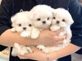 0 numara maltese terrier bebekler