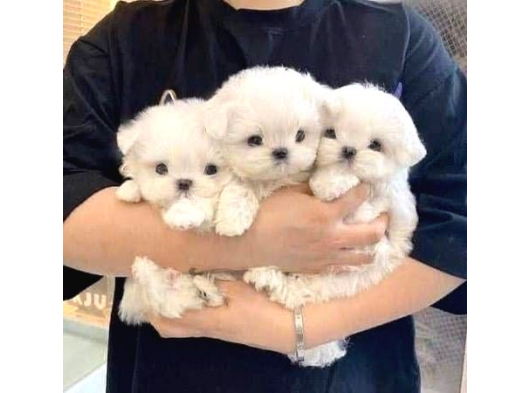0 Numara Maltese Terrier Bebekler