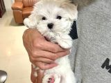 0 Numara Maltese Terrier Bebekler