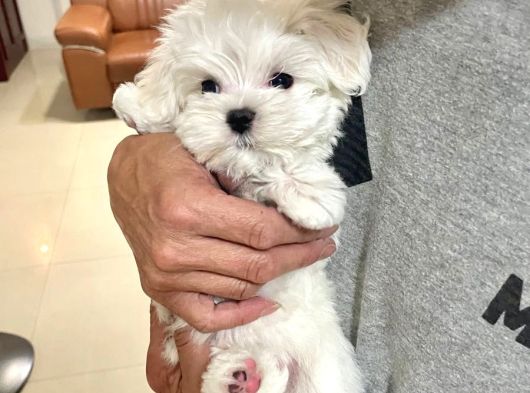 0 Numara Maltese Terrier Bebekler görsel