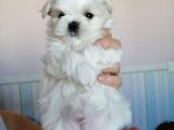 0 Numara Maltese Terrier Bebekler