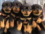 Benzersiz Kalitede Rottweiler Bebekler