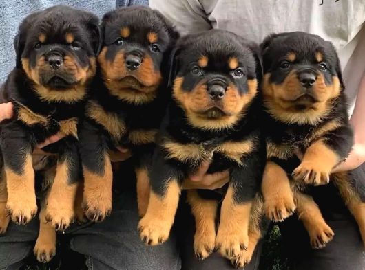 Benzersiz kalitede Rottweiler bebekler