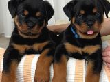 Benzersiz Kalitede Rottweiler Bebekler