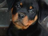 Benzersiz Kalitede Rottweiler Bebekler