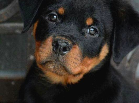 Benzersiz Kalitede Rottweiler Bebekler görsel
