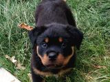Benzersiz Kalitede Rottweiler Bebekler