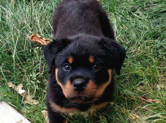 Benzersiz Kalitede Rottweiler Bebekler görsel