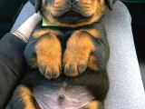 Benzersiz Kalitede Rottweiler Bebekler