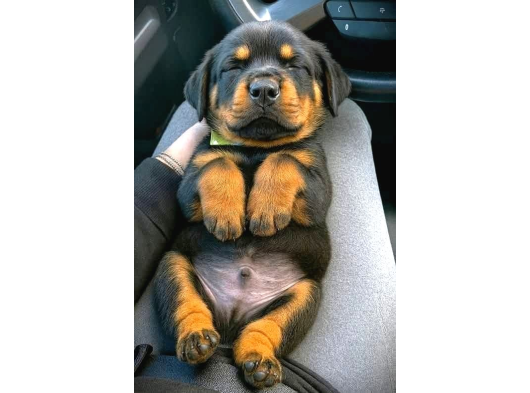 Benzersiz Kalitede Rottweiler Bebekler görsel