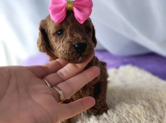 Red Brown Toy Poodle Yavrularımız görsel