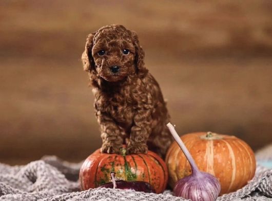 Red Brown Toy Poodle Yavrularımız görsel