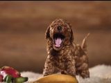 Red Brown Toy Poodle Yavrularımız