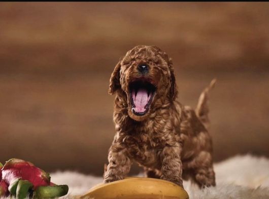 Red Brown Toy Poodle Yavrularımız görsel