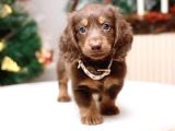 Minyatür Longhair Dachshund  Yavrular