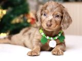 Minyatür Longhair Dachshund  Yavrular