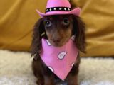 Minyatür Longhair Dachshund  Yavrular