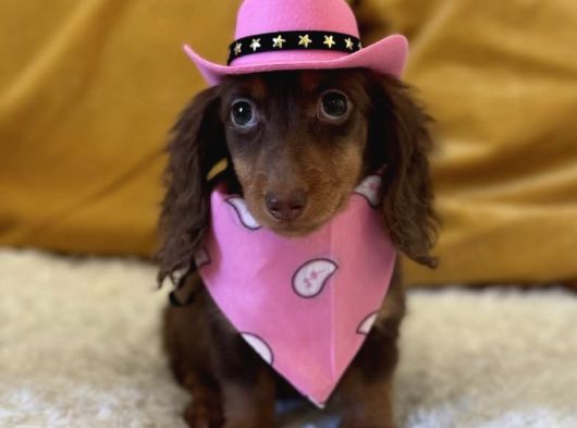 Minyatür Longhair Dachshund  Yavrular