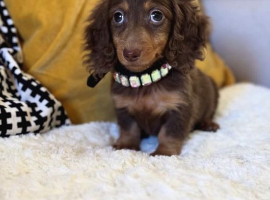 Minyatür Longhair Dachshund  Yavrular görsel