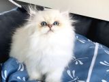 Üst Segment Goldenpoınt British Longhair Bebeklerim