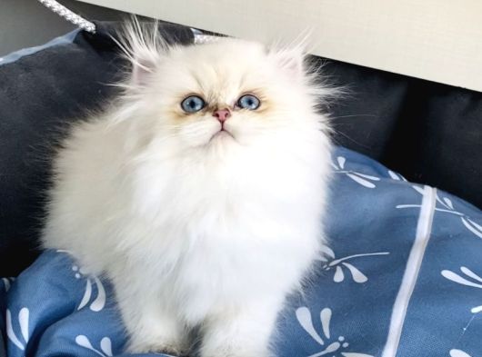 Üst Segment Goldenpoınt British Longhair Bebeklerim görsel